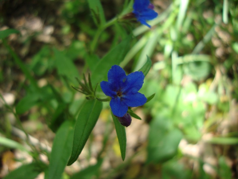 Buglossoides purpureocerulea