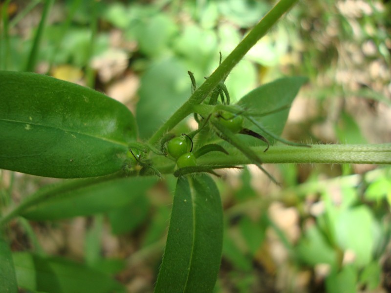 Buglossoides purpureocerulea