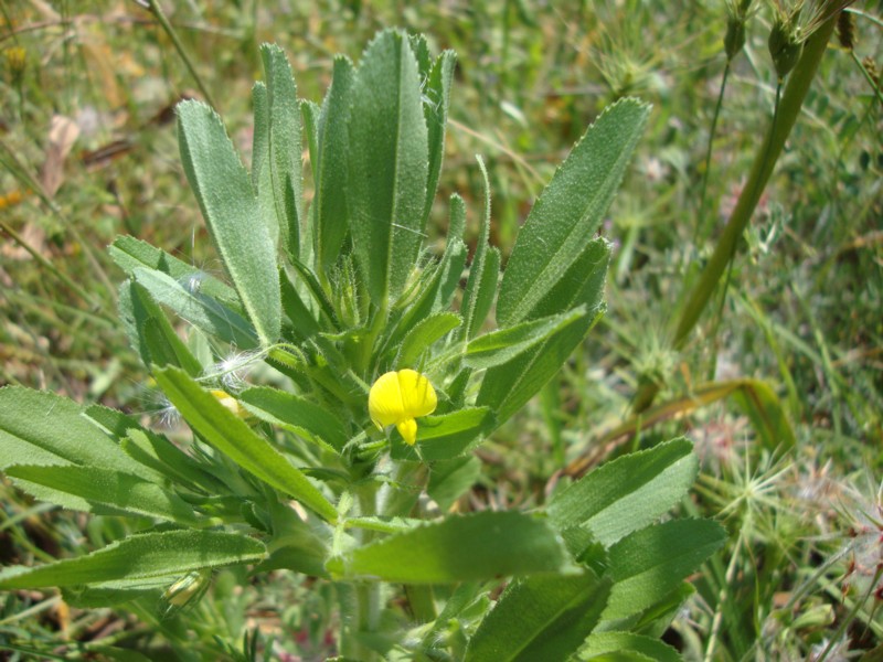 Ononis breviflora (=O.viscosa subsp. breviflora) / Ononide a fiori brevi