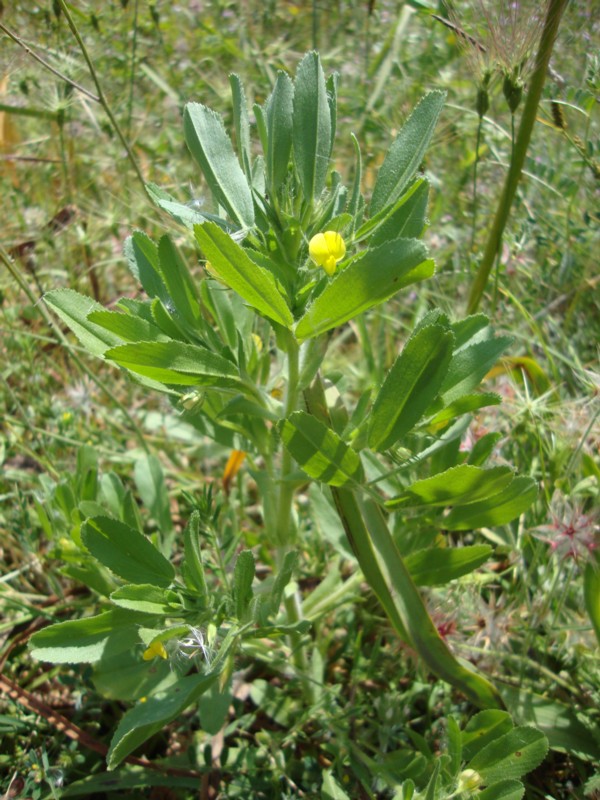 Ononis breviflora (=O.viscosa subsp. breviflora) / Ononide a fiori brevi