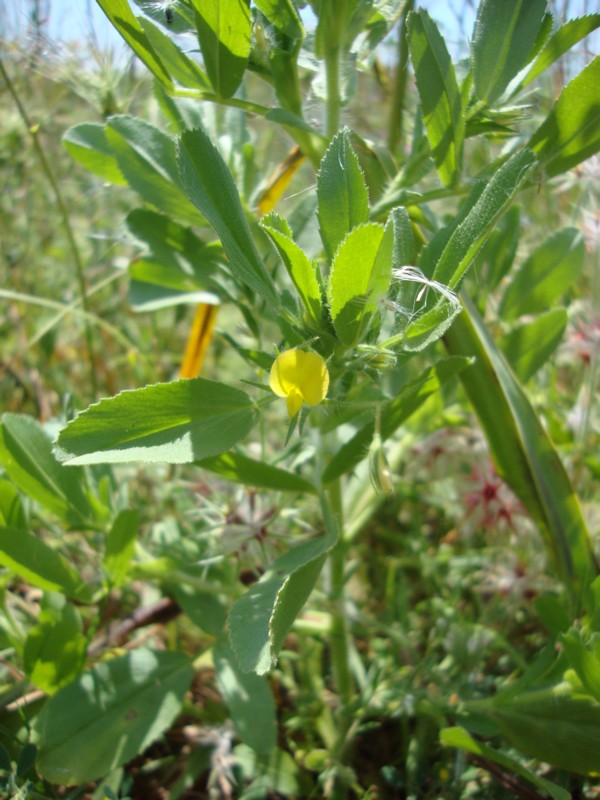 Ononis breviflora (=O.viscosa subsp. breviflora) / Ononide a fiori brevi