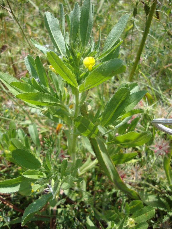 Ononis breviflora (=O.viscosa subsp. breviflora) / Ononide a fiori brevi