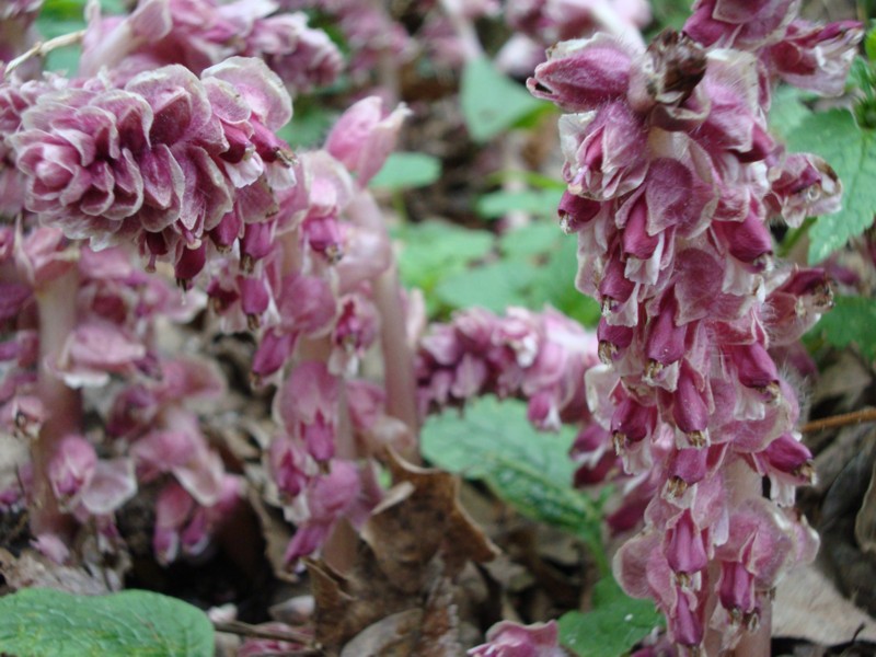 Lathraea squamaria