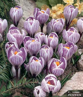 Crocus biflorus