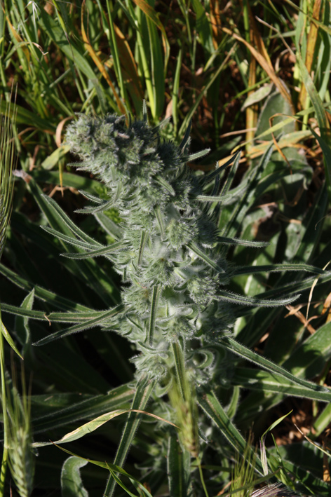 Echium italicum