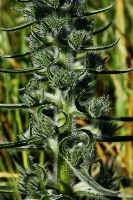 Echium italicum