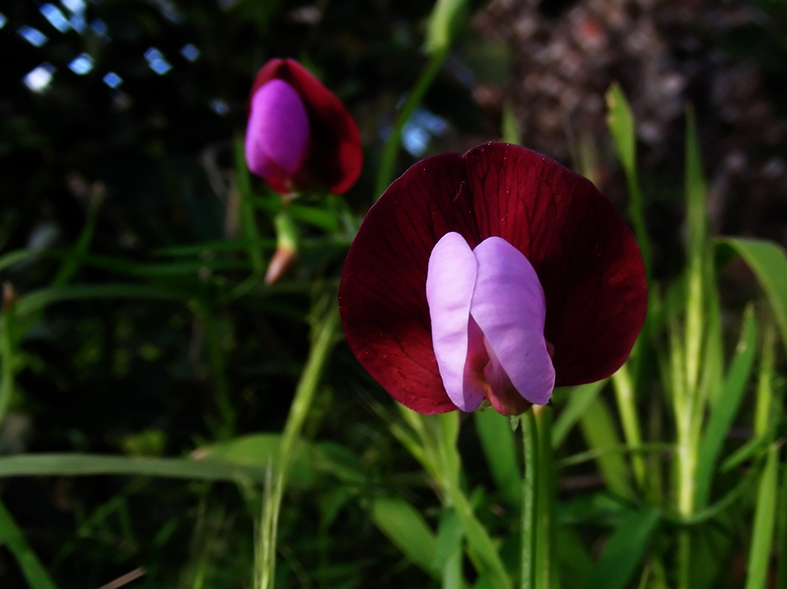 Lathyrus Silvestris ? no, Lathyrus clymenum