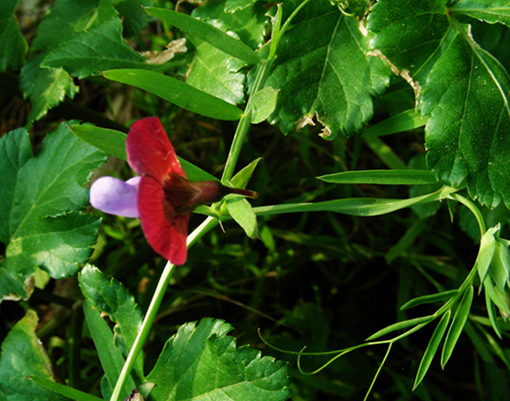 Lathyrus Silvestris ? no, Lathyrus clymenum