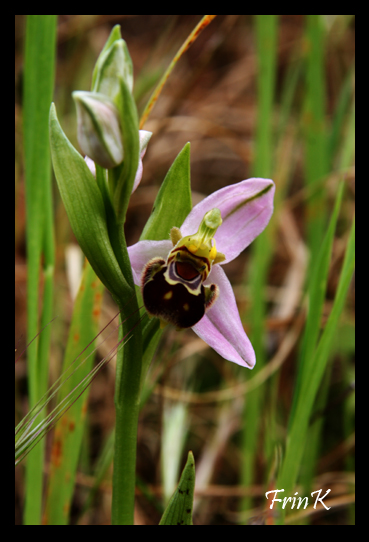 le mie prime Ophrys oxyrrhynchos ?