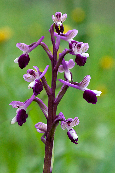 Orchis longicornu