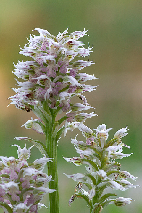 Neotinea lactea / Orchidea lattea