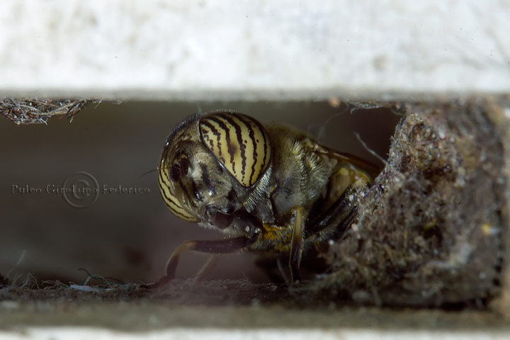 Ritratto: Eristalinus taeniops (Syrphidae)