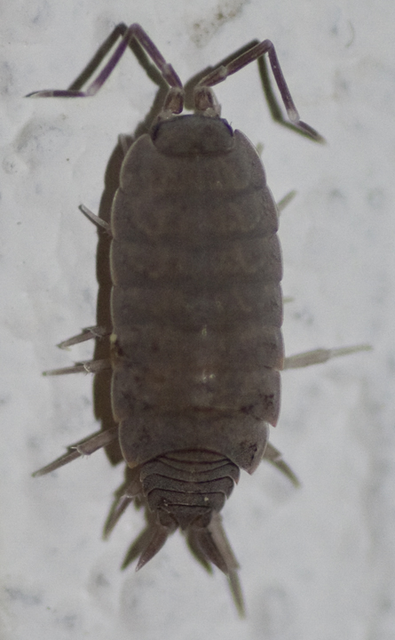 Isopoda Porcellionidae:  Porcellionides pruinosus