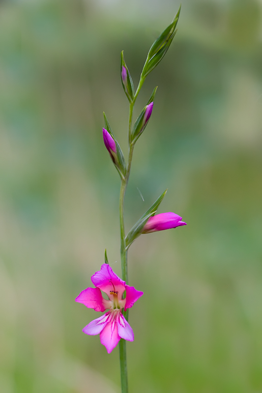 Gladiolus sp.