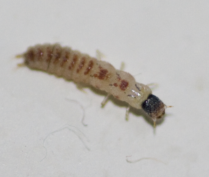 larva