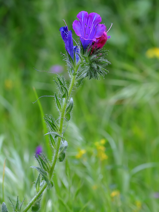 Multicolor identificazione - Echium sp.