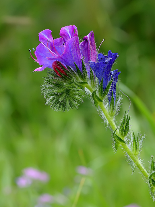 Multicolor identificazione - Echium sp.