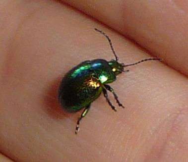 Identificazione Chrysomelidae:  Chrysolina fastuosa