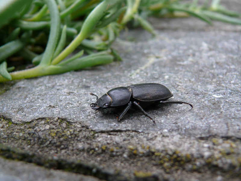 Lucanidae - Dorcus parallelepipedus