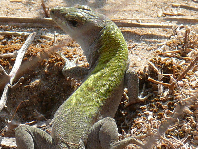 Identificazione lucertole