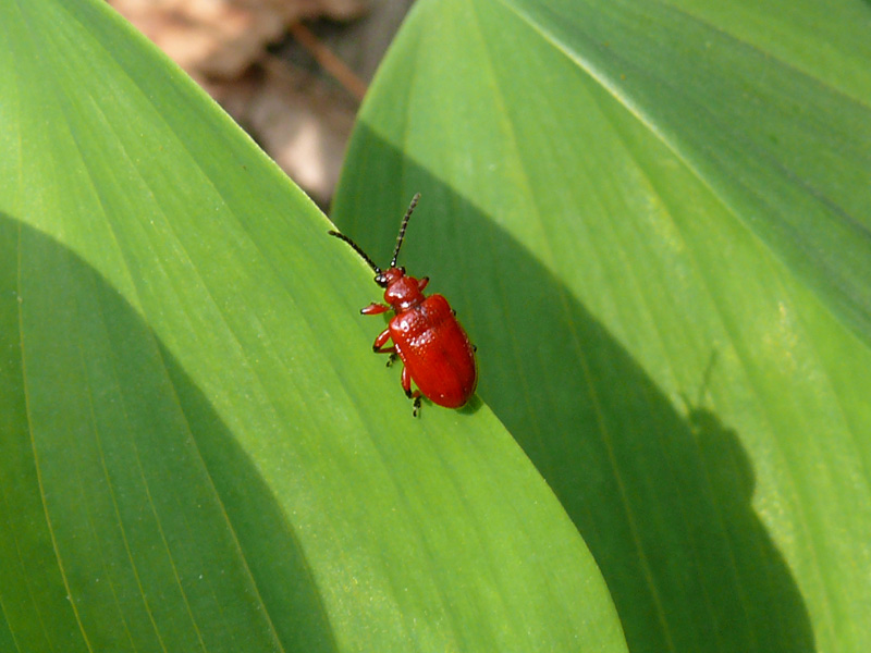 coleottero rosso