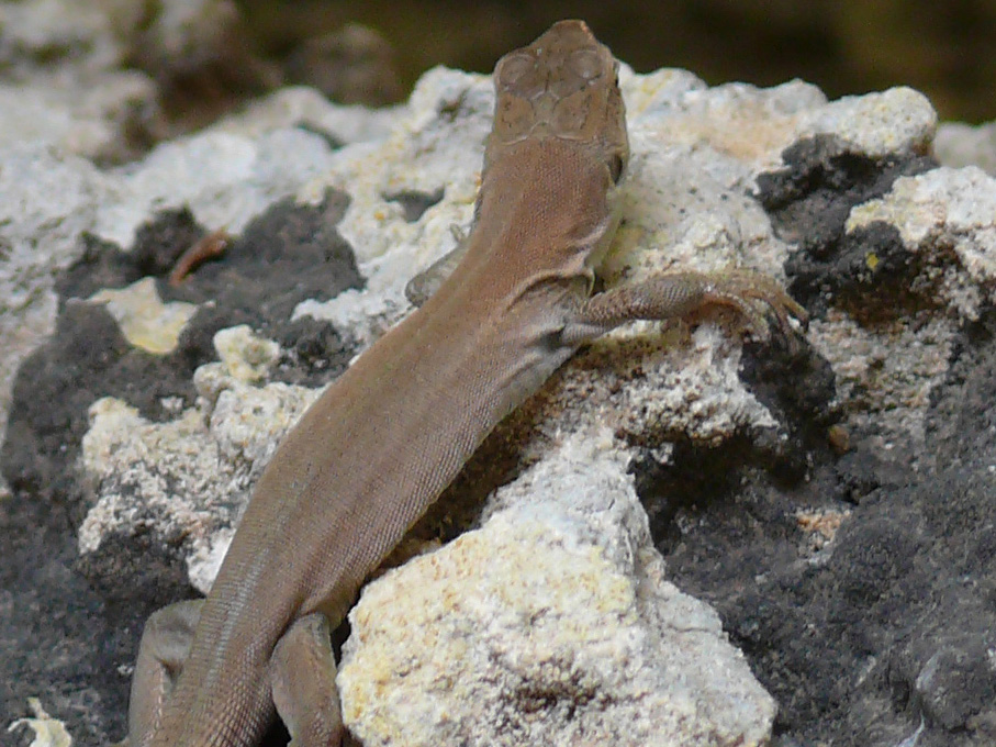 Identificazione lucertole