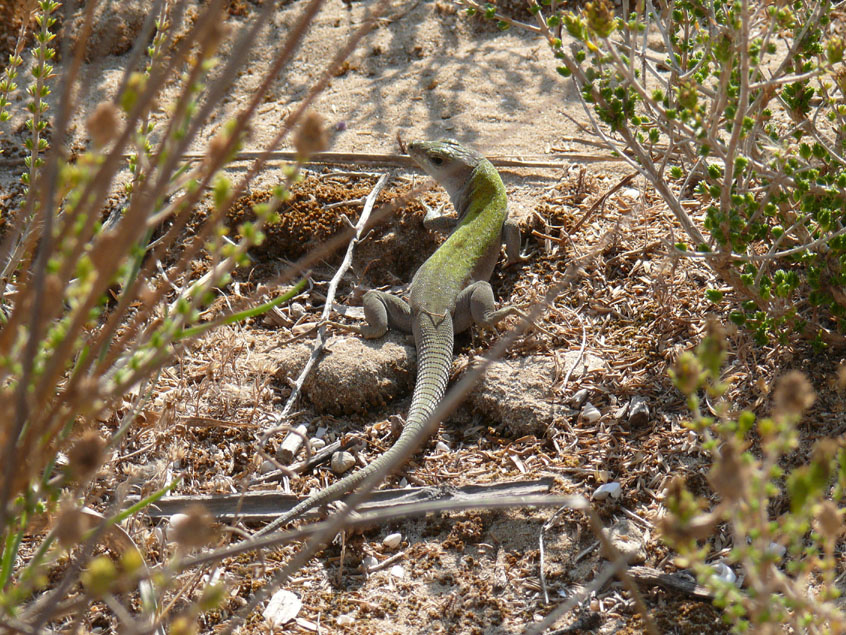 Identificazione lucertole