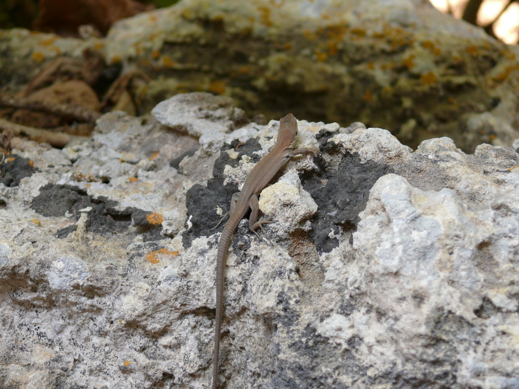 Identificazione lucertole