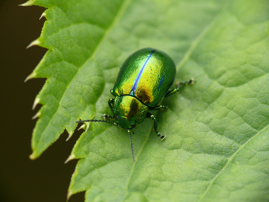 Oreina gloriosa