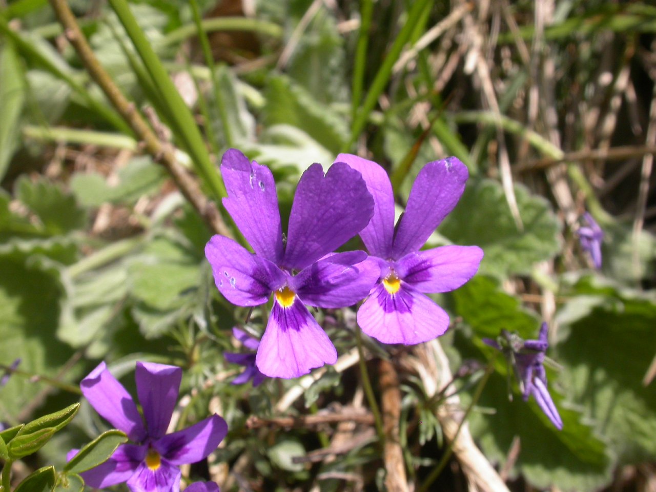 Viola dubyana