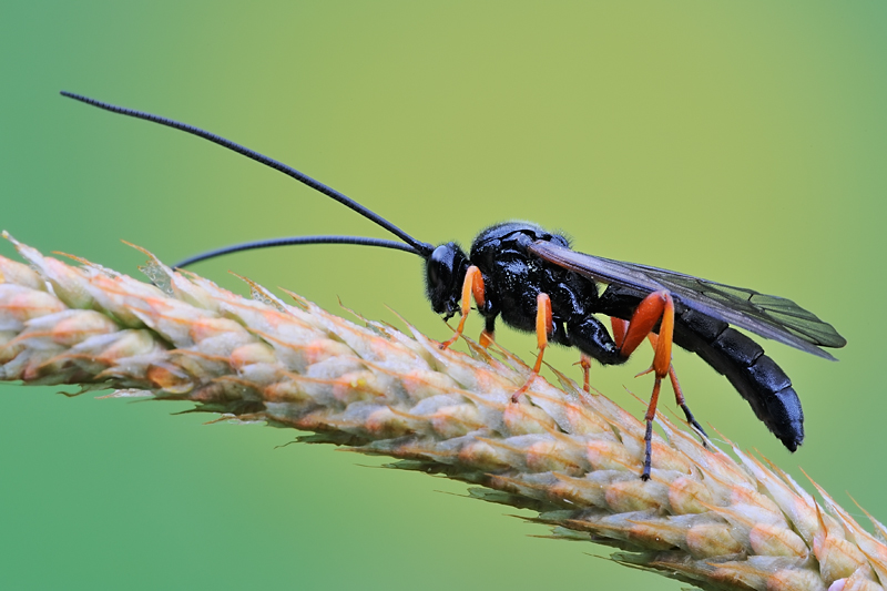 Ichneumonidae: Thyrateles sp.?