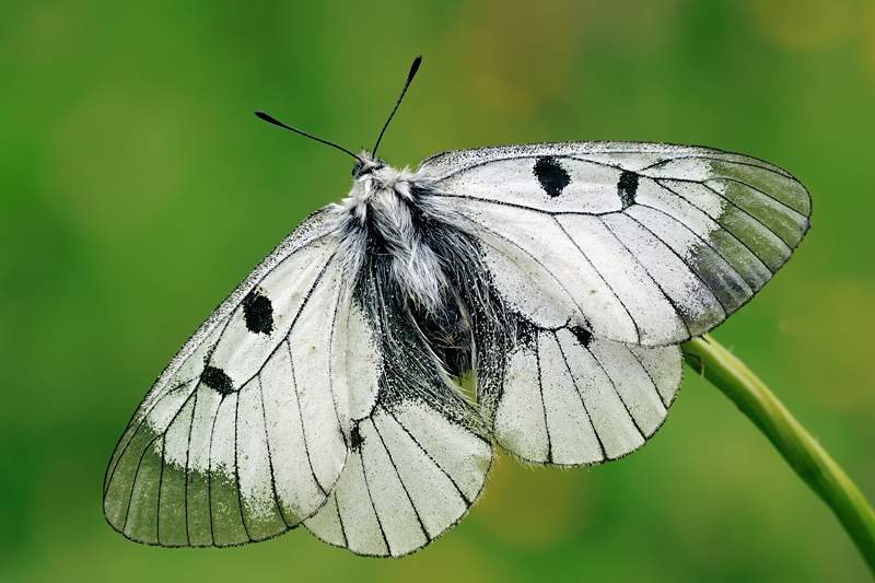 Parnassius mnemosyne?