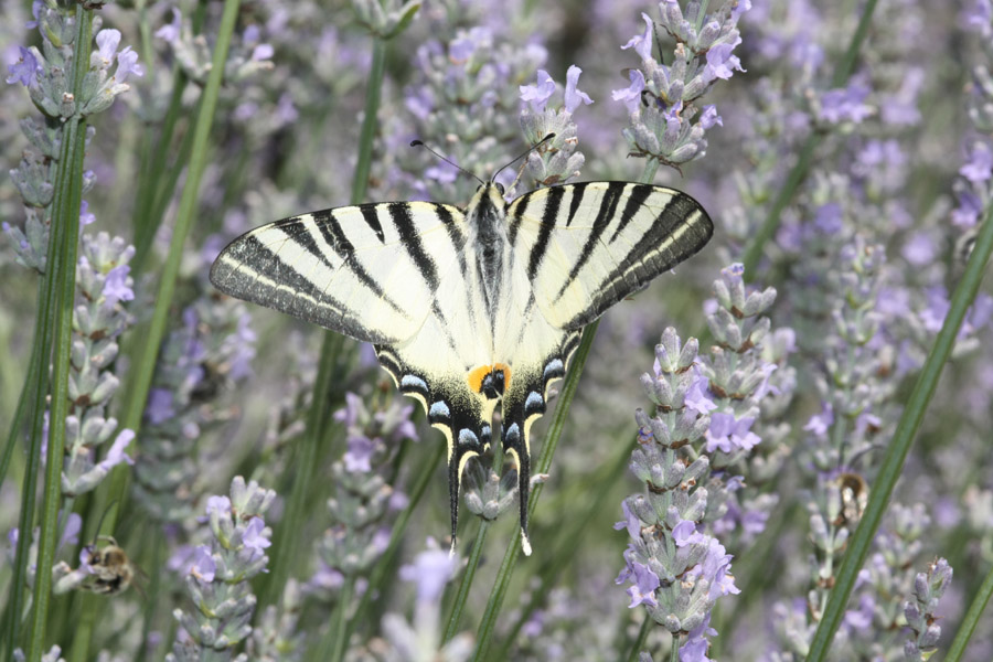 macro lavanda