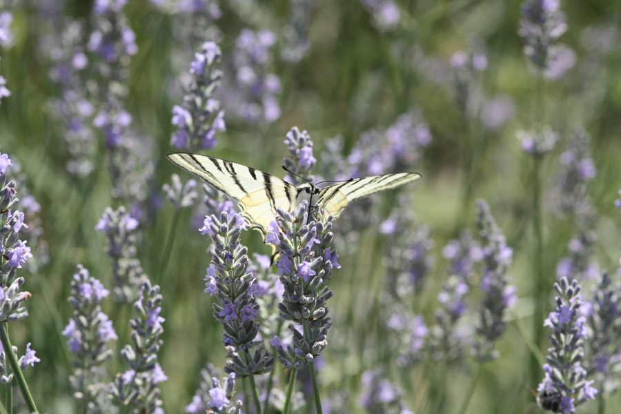 macro lavanda