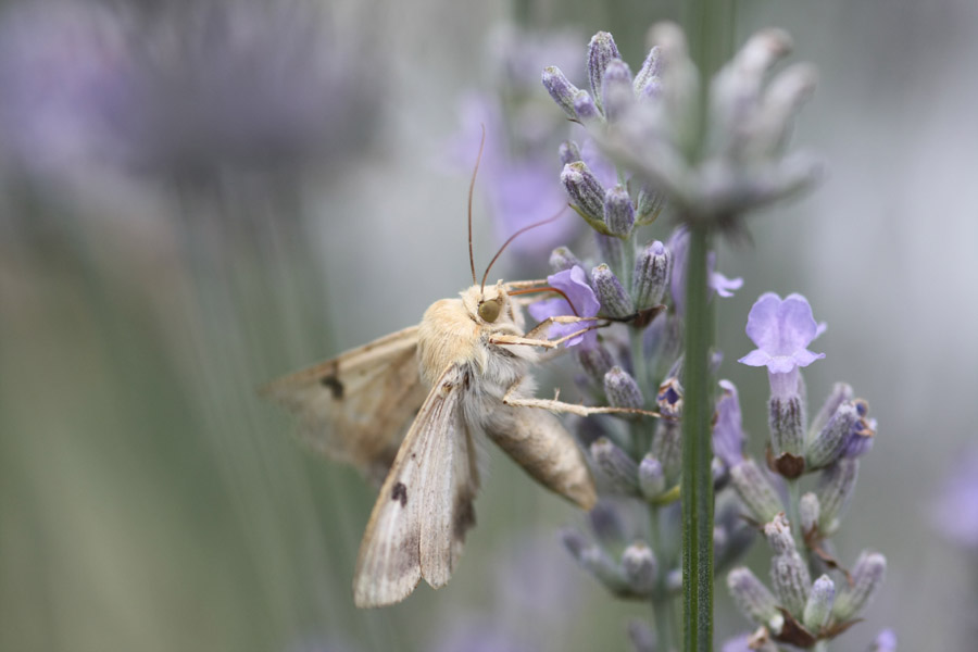 macro lavanda