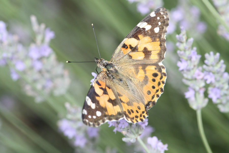 macro lavanda