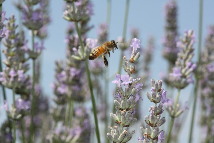 macro lavanda