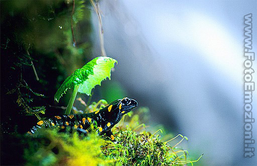 Rara Salamandra Pezzata con le macchie gialle