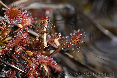 Drosera rotundifolia / Drosera a foglie rotonde