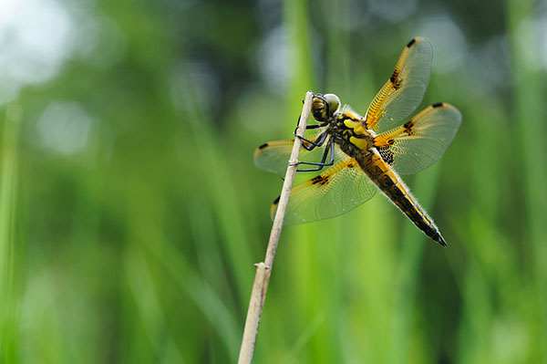 Libellula - che tipo ? - Libellula quadrimaculata