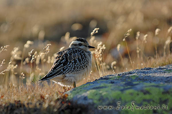 Piviere Tortolino (Charadriusmorinelus)