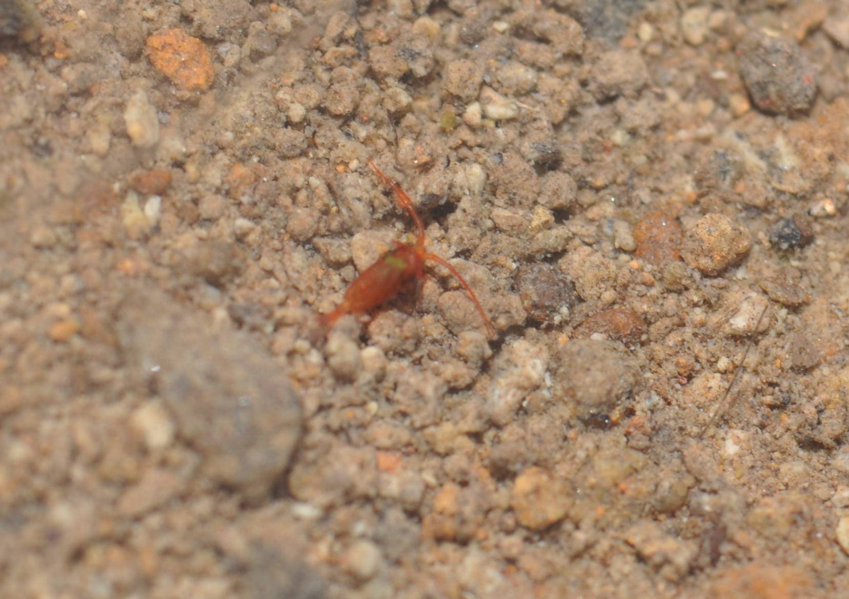 Diaptomus sp.