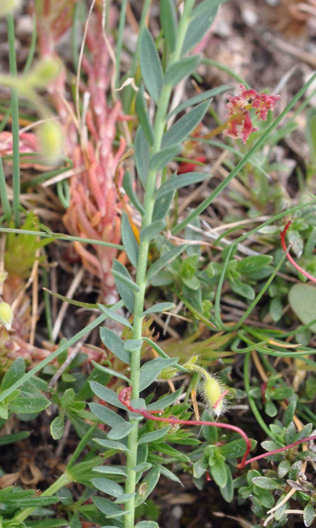 Linum punctatum / Lino punteggiato