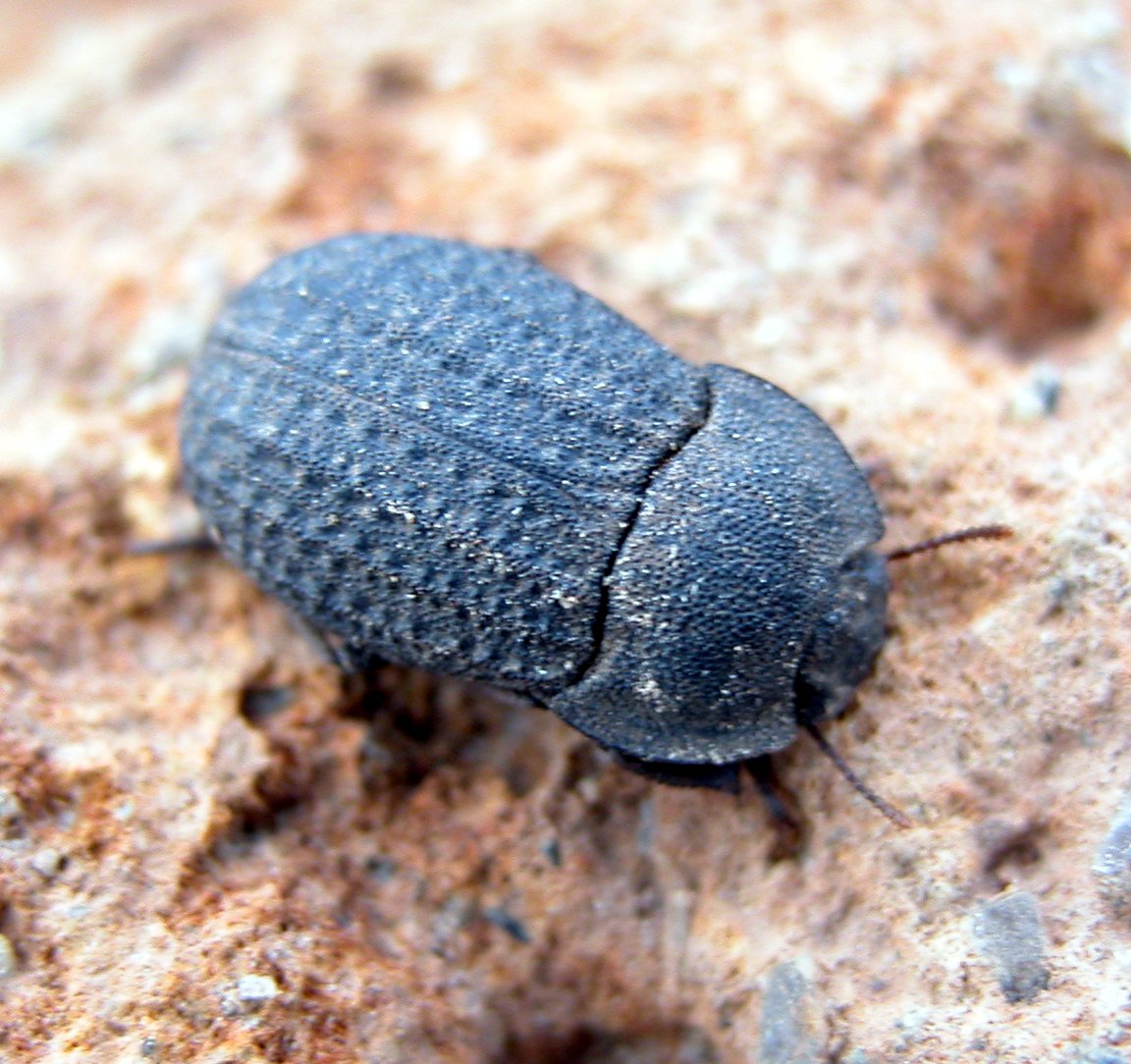 Opatrum validum schlicki di Pantelleria