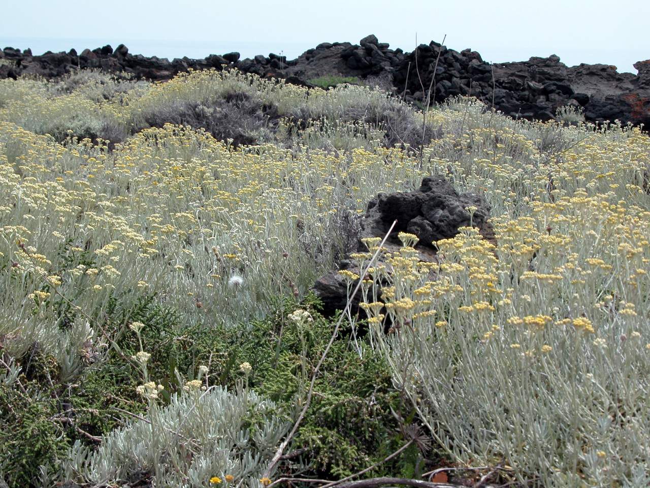 Helichrysum errerae / Elicriso di Errera