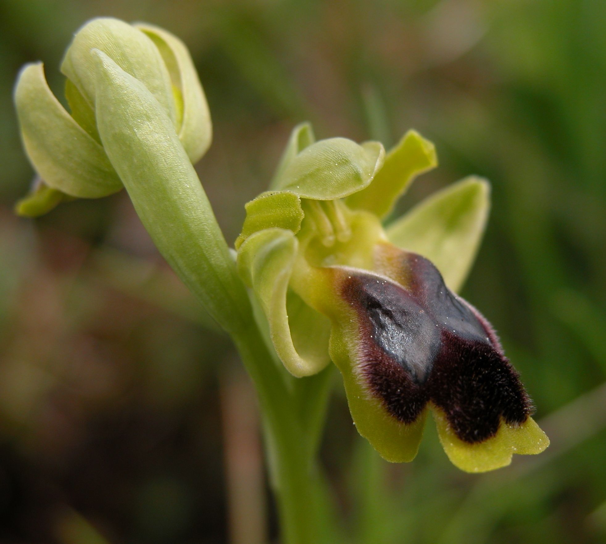 Ophrys laurensis: raro endemita della Sicilia