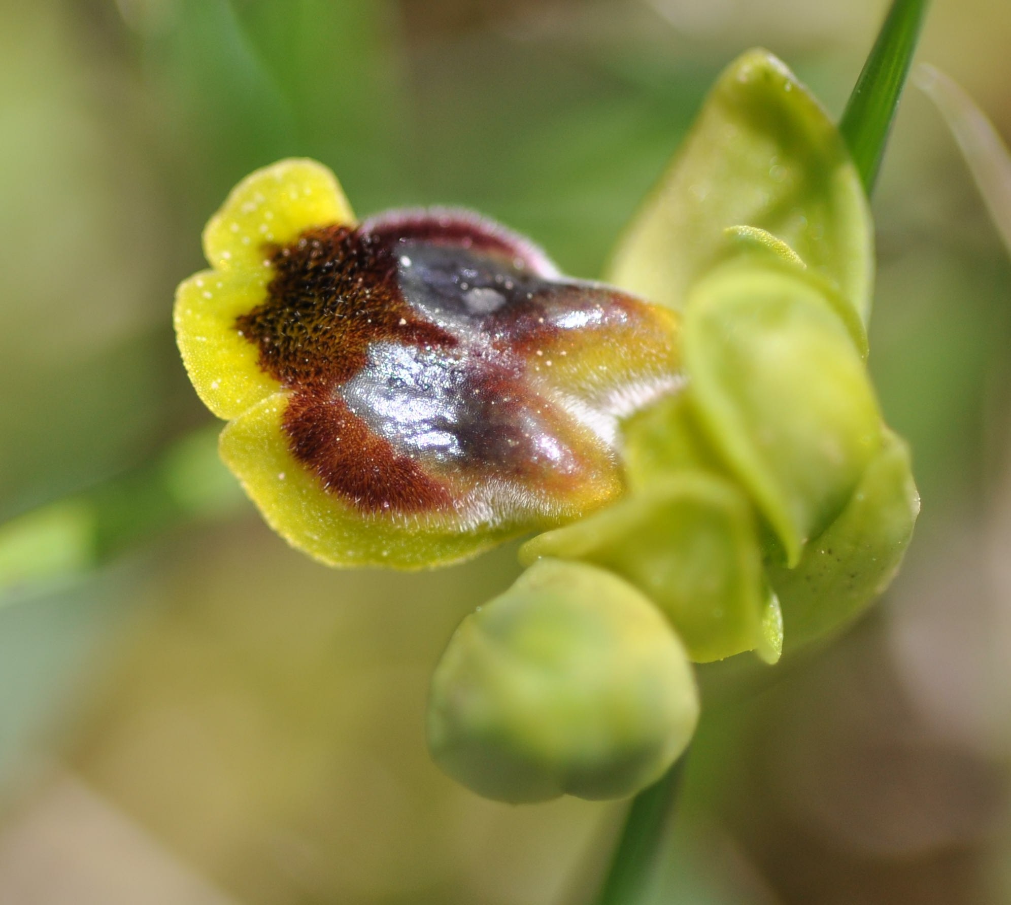 Ophrys laurensis: raro endemita della Sicilia