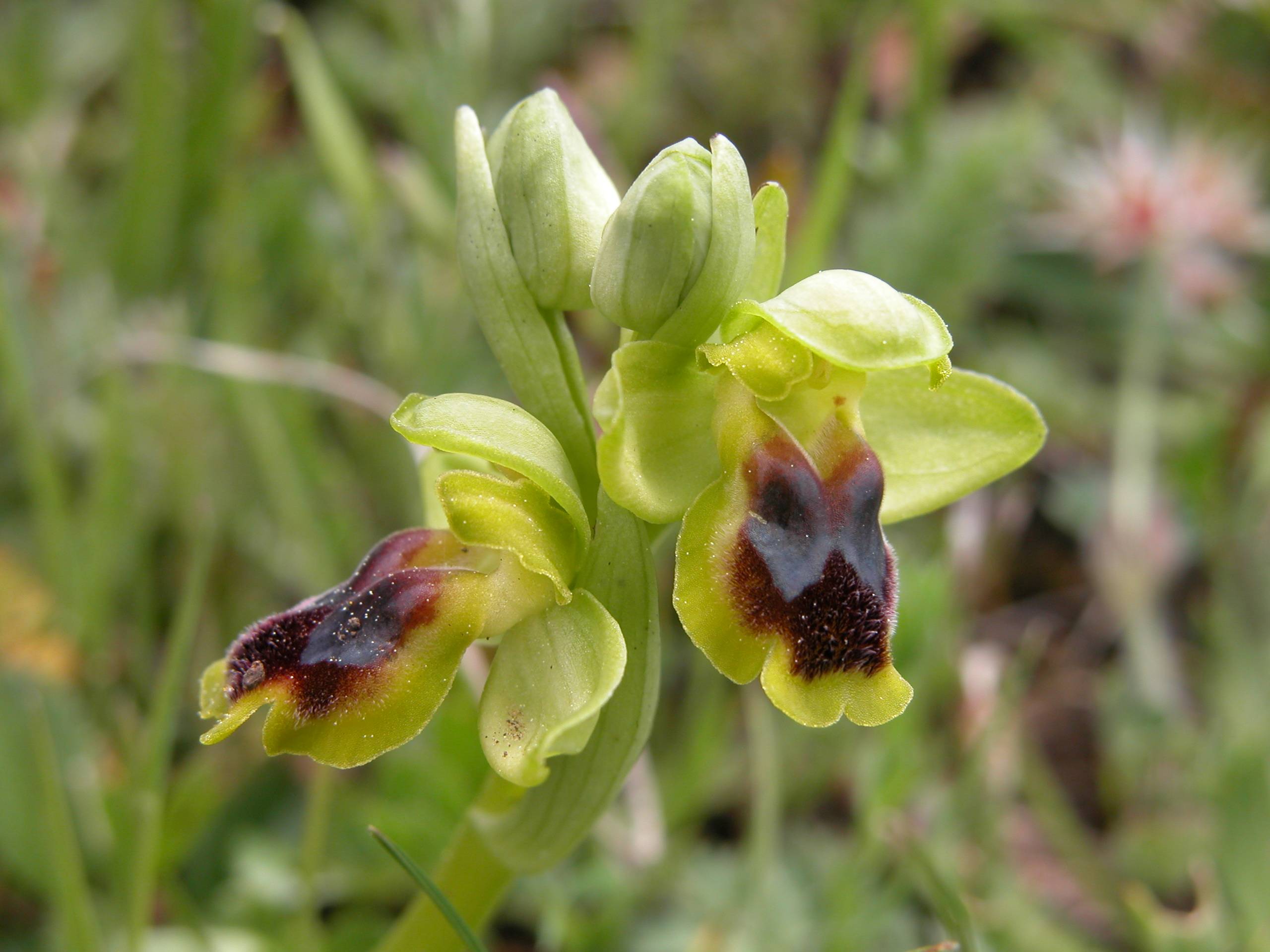 Ophrys laurensis: raro endemita della Sicilia