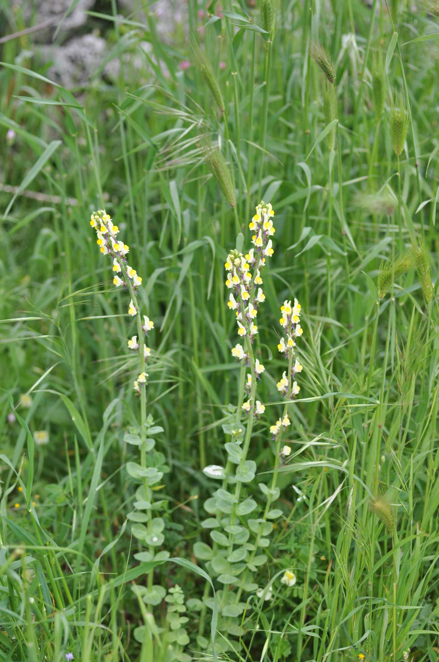 Linaria triphylla / Linajola trifogliata