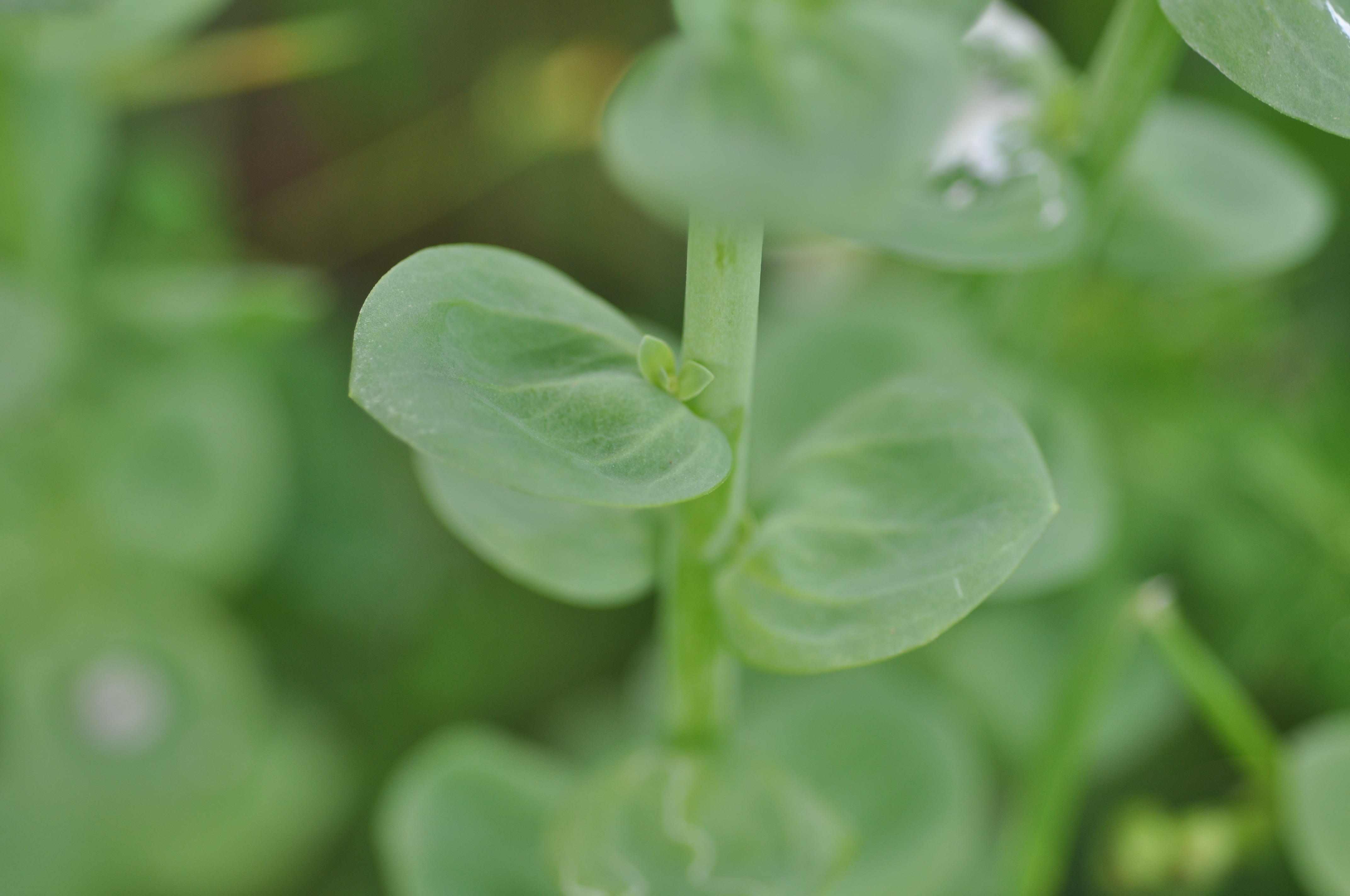 Linaria triphylla / Linajola trifogliata